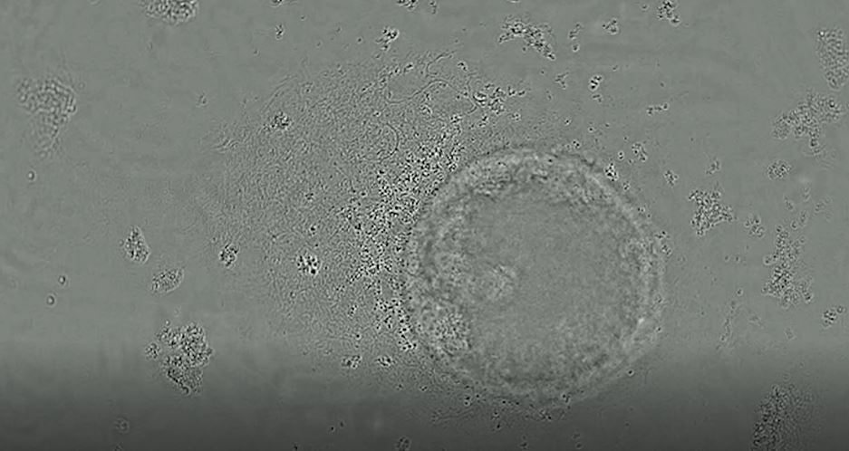 Video Still Cell Experiment